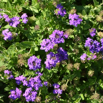 Verbena Temari 'Patio Blue'