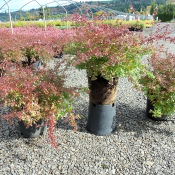 Abelia x grandiflora 'Plum Surprise' PP18835