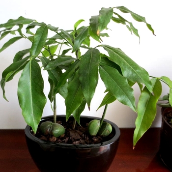 Castanospermum australe