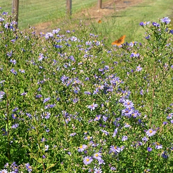 Aster laevis 'Bluebird' 