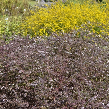 Aster lateriflorus 'Lady in Black'