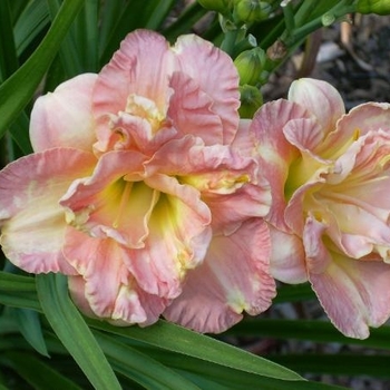 Hemerocallis 'Lacy Doily' 