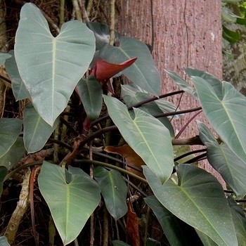 Philodendron erubescens 'Red Emerald' 