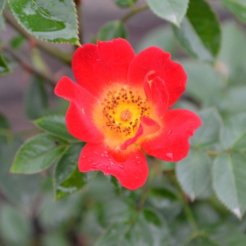 Rosa 'Debut'