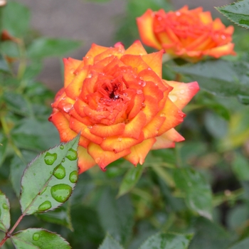 Rosa 'Dee Bennett'