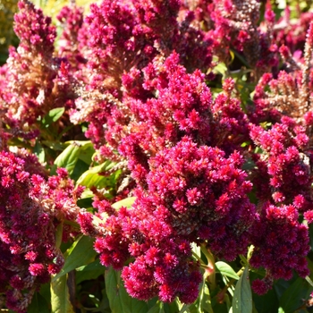 Celosia plumosa