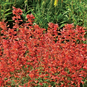 Agastache Summer™ 'Sunset'