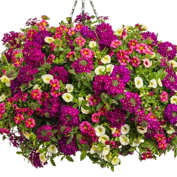 Hanging Basket 'True Classic'