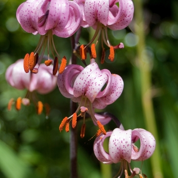 Lilium martagon