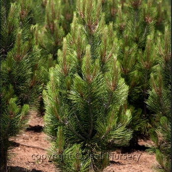Pinus heldreichii (leucodermis) 'Iseli Fastigiate' 