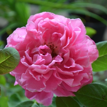 Rosa 'Paul Neyron' 