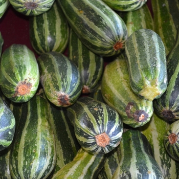 Cucurbita 'Baby Bush'