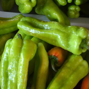 Capsicum annuum 'Cubanelle'