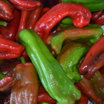 Capsicum annuum 'Marconi'