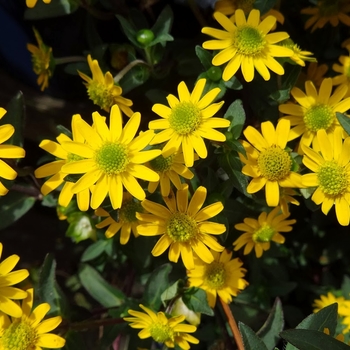 Sanvitalia procumbens