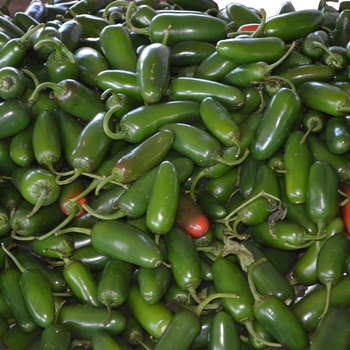 Capsicum annuum 'Jalapeño' (064643)