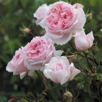 Rosa 'Ausjosiah' PP22032