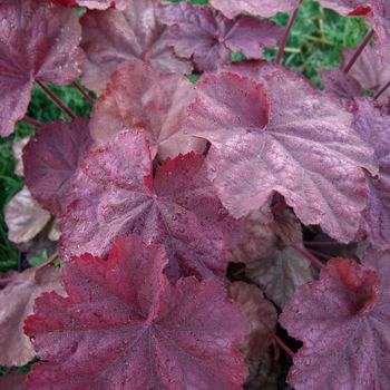 Heuchera 'Beaujolias' PP19577