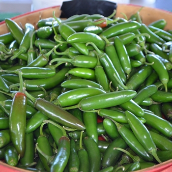 Capsicum annuum 'Serrano'