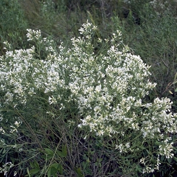 Baccharis halmifolia