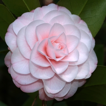 Camellia japonica 'Adalyn' 