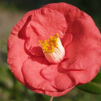 Camellia japonica 'Adolf Audusson' 