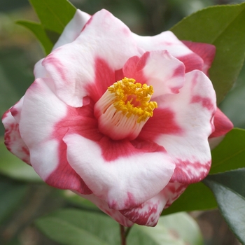 Camellia japonica 'Adolf Audusson Variegated' 