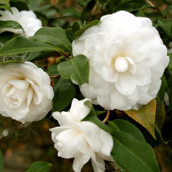 Camellia japonica 'Alba Plena' 