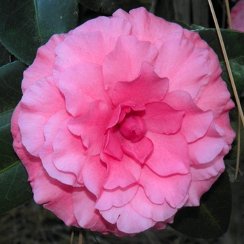 Camellia japonica 'Allie Gordy' 