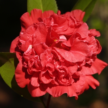 Camellia japonica 'Arijishi' 