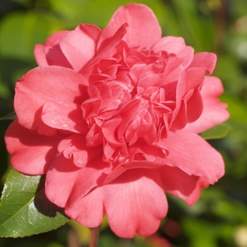 Camellia japonica 'Aunt Jetty' 