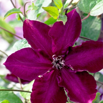 Clematis 'EVipo043' 