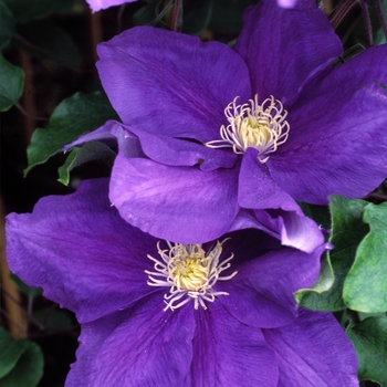 Clematis 'Evipo037' 