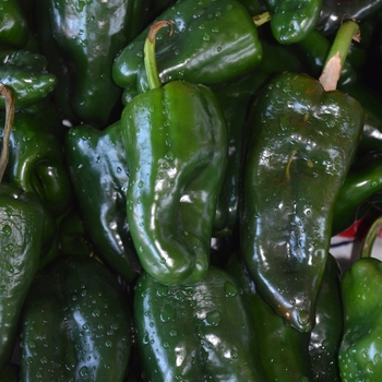 Capsicum annuum 'Poblano'