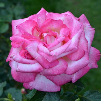 Rosa 'Meibihars' PP21388