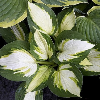 Hosta 'Color Festival' 