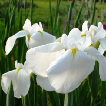 Iris ensata 'Mt. Fujiyama' 