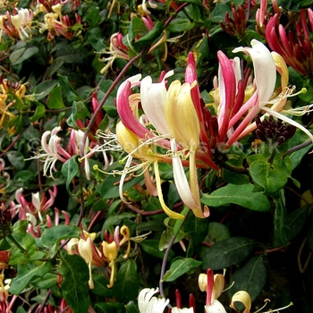 Lonicera periclymenum 'Serotina' 