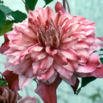 Clematis 'Patricia Ann Fretwell™' 