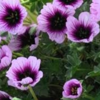 Geranium cinereum 'Thumping Heart' 