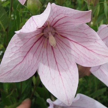 Platycodon grandiflorus 'Shell Pink' 