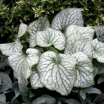 Brunnera macrophylla 'Alexander's Great' PP25789