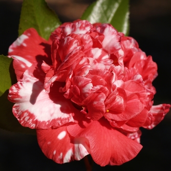 Camellia japonica 'Arijishi Variegated' 