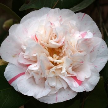 Camellia japonica 'Aspasia Macarthur' 