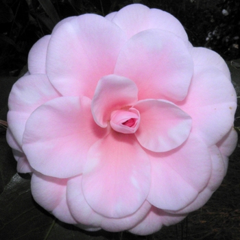 Camellia japonica 'Ave Maria' 