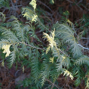 Chamaecyparis pisifera 'Minima Variegata' 