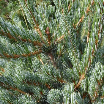 Pinus parviflora 'Cleary' 