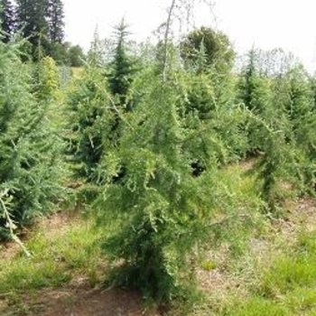 Cedrus deodara 'Raywood's Contorta' 