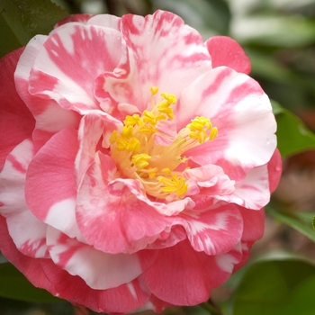 Camellia japonica 'Bart Colbert Variegated' 