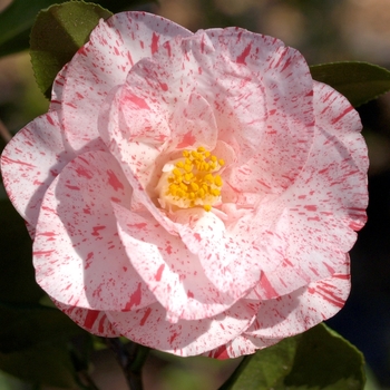 Camellia japonica 'Betty Foy Sanders' 